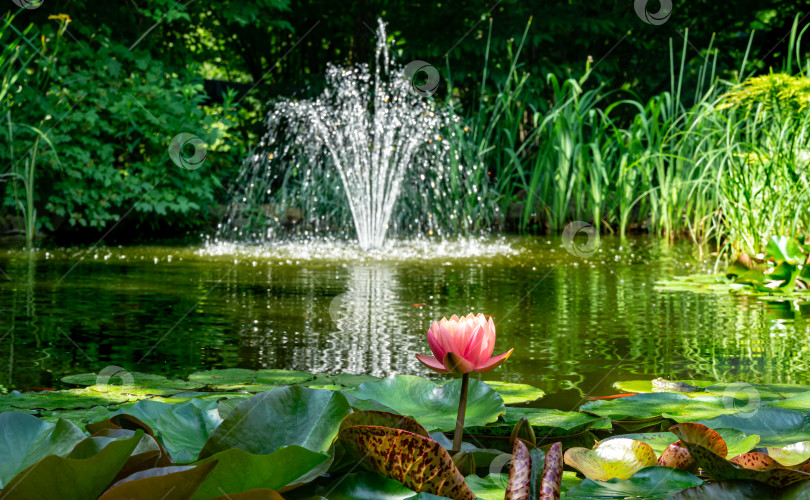 Скачать Красивый садовый пруд с удивительными розовыми кувшинками или цветами лотоса "Оранжевый закат Перри". Нимфеи цветут среди листьев на размытом фоне фонтана фотосток Ozero