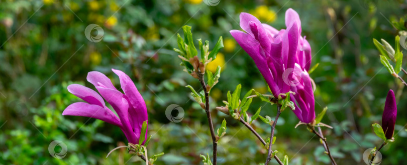 Скачать Красивая цветущая магнолия Сьюзен (Magnolia liliiflora x Magnolia stellata) с крупными розовыми цветами и бутонами в весеннем саду. фотосток Ozero