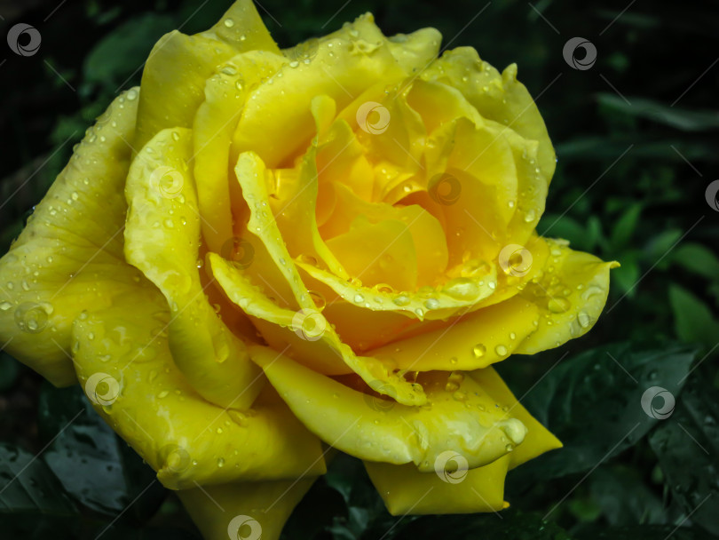 Скачать Прекрасный бутон ярко-желтой розы с множеством лепестков и прозрачными каплями дождя на размытом фоне темно-зеленого сада фотосток Ozero