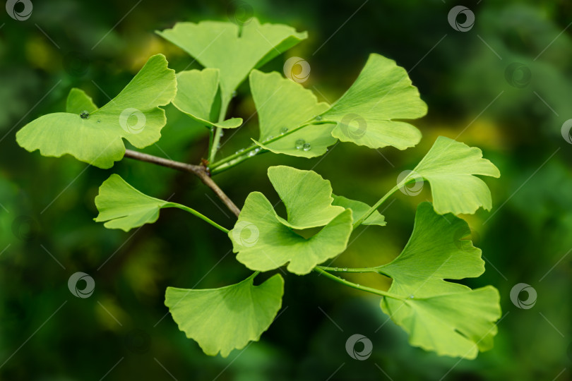 Скачать Бесшовная естественная текстура ярко-зеленых листьев дерева гинкго билоба (Ginkgo biloba), известного как гинкго или гингко гингко в мягком фокусе на фоне размытой листвы. Фон с рисунком из природы фотосток Ozero