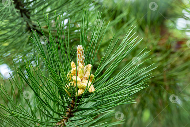 Скачать Молодые шишки на Pinus nigra, австрийской или черной сосне. Красивые длинные иголки и эффект боке. Концепция дизайна - природа. Выборочный акцент на переднем плане фотосток Ozero
