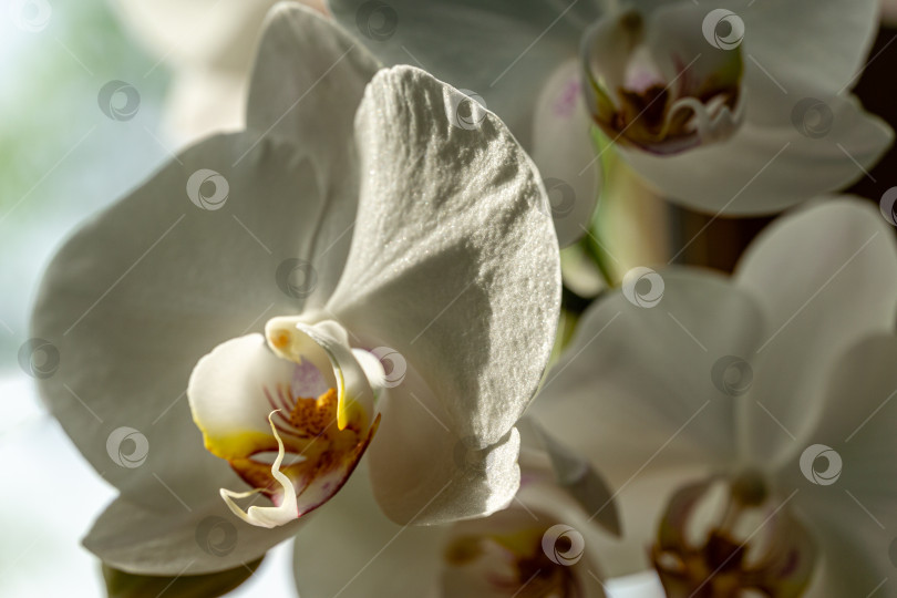 Скачать Макросъемка белого цветка орхидеи фаленопсис, известного как орхидея мотылька или Phal. Цветок на зеленом фоне. Выборочный фокус. Прекрасная идея для любого дизайна фотосток Ozero