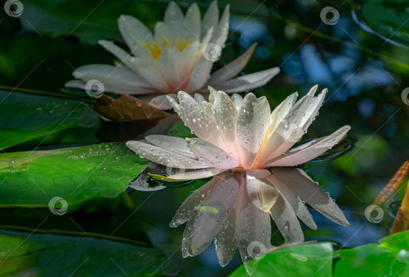 Скачать Крупные планы белых кувшинок или лотосов Marliacea Rosea в пруду. Одна нимфея с каплями воды, отражающимися в темной воде, на другой кувшинке. Цветочный пейзаж, свежие обои и природная концепция. фотосток Ozero