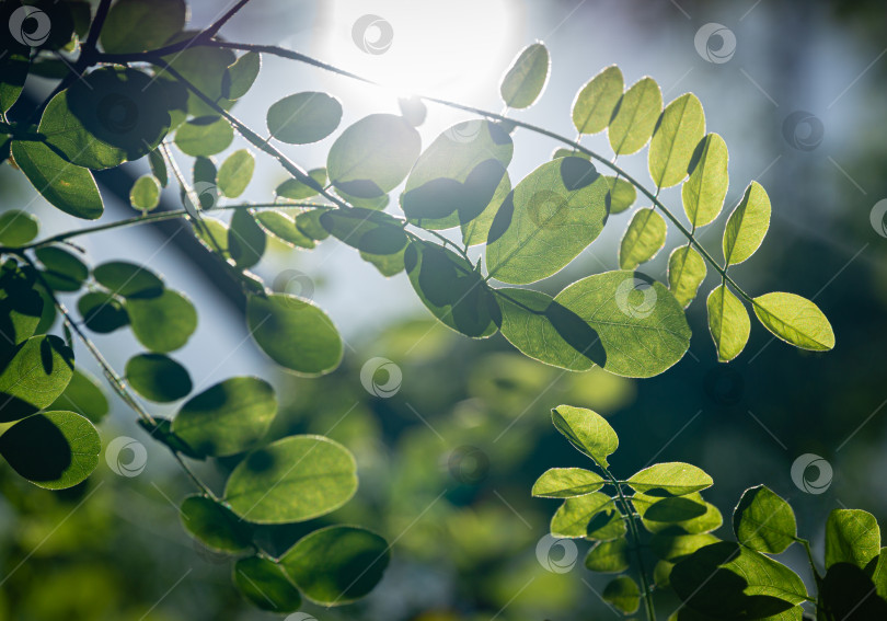 Скачать Нежно-зеленые молодые листья Robinia pseudoacacia (черная акация, ложная акация), сквозь которые просвечивает солнце. Выборочный фокус и крупный план фотосток Ozero