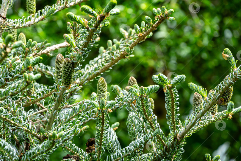 Скачать Красивый крупный план молодых шишек на ветвях пихты Abies koreana Silberlocke на фоне зеленых и серебристых еловых иголок фотосток Ozero