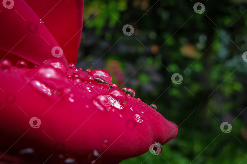 Скачать Крупный план чувственных лепестков алых роз с крупными и прозрачными каплями дождя на фоне размытого зеленого сада с эффектом боке. Роза "Красная звезда". фотосток Ozero