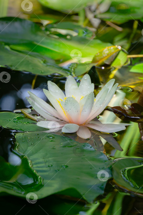 Скачать Изумительная белая с ярко-розовым водяная лилия или цветок лотоса Marliacea Rosea в старом пруду. Нимфея с каплями воды - это так красиво. Мягкий селективный фокус крупным планом. Концепция дизайна - природа фотосток Ozero