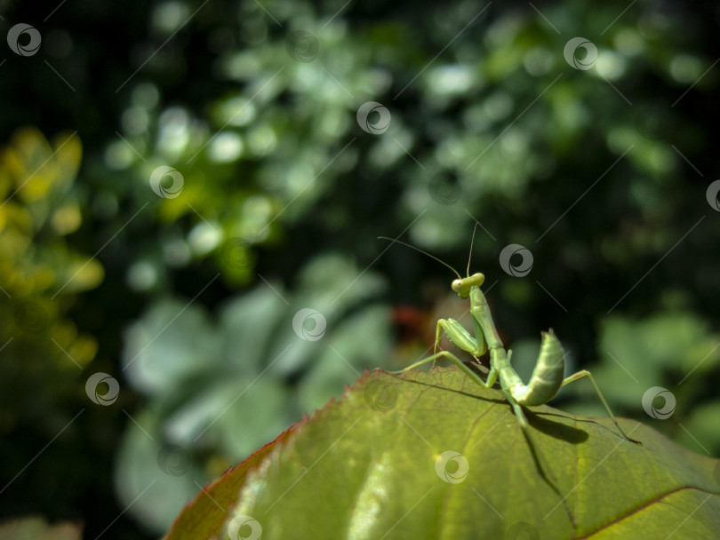 Скачать Крупный план богомола или Mantis Religiosa фотосток Ozero