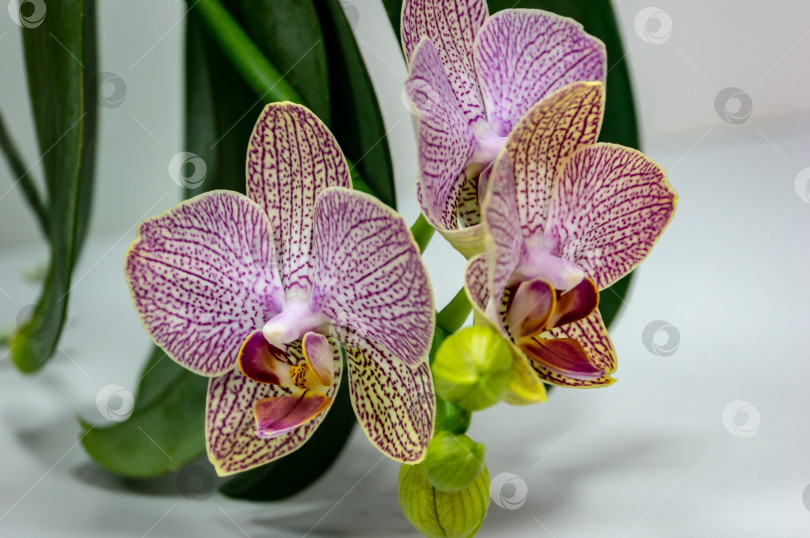 Скачать Крупный план желтого, красного, розового и белого в полоску с точками цветка орхидеи Phalaenopsis 'Demi Deroose' (Орхидея-мотылек) на светло-сером фоне с темно-зелеными листьями. фотосток Ozero