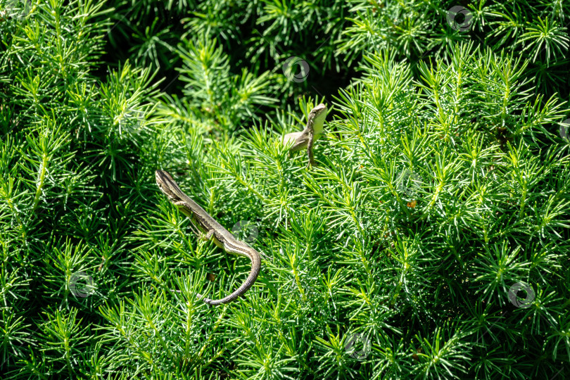 Скачать Крупный план двух красивых маленьких луговых ящериц. Ящерица Даревская пратикола (lacerta praticola) нежится на весеннем солнышке в нежной молодой хвоинке канадской ели Picea glauca Conica. фотосток Ozero