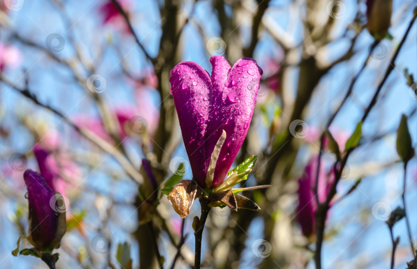 Скачать Множество крупных розовых цветов и бутонов магнолии Сьюзен (Magnolia liliiflora x Magnolia stellata) на фоне голубого неба в саду. Выборочный подход. Концепция дизайна, основанная на природе фотосток Ozero