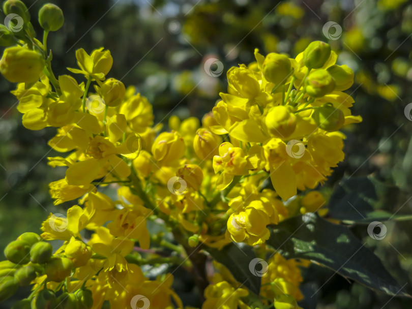 Скачать Мягкий акцент ярко-желтого цвета весенних цветов Mahonia Aquifolium на фоне темно-зеленого растения. Прекрасный природный фон для любой идеи. фотосток Ozero