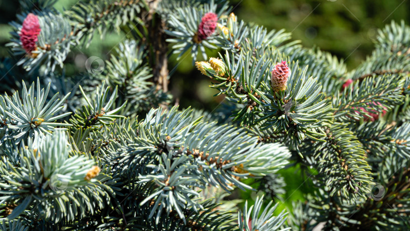 Скачать Красивые молодые розовые шишки на голубой ели Picea pungens Hoopsii. Серебристо-голубая ель в сочетании с вечнозелеными растениями очень эффектно смотрится в любом саду фотосток Ozero