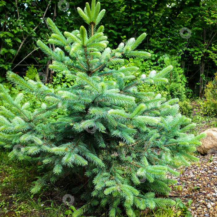 Скачать Молодая голубая ель Picea pungens со свежей весенней хвоей нежно-зеленого цвета на галечном пляже в декоративном саду. фотосток Ozero