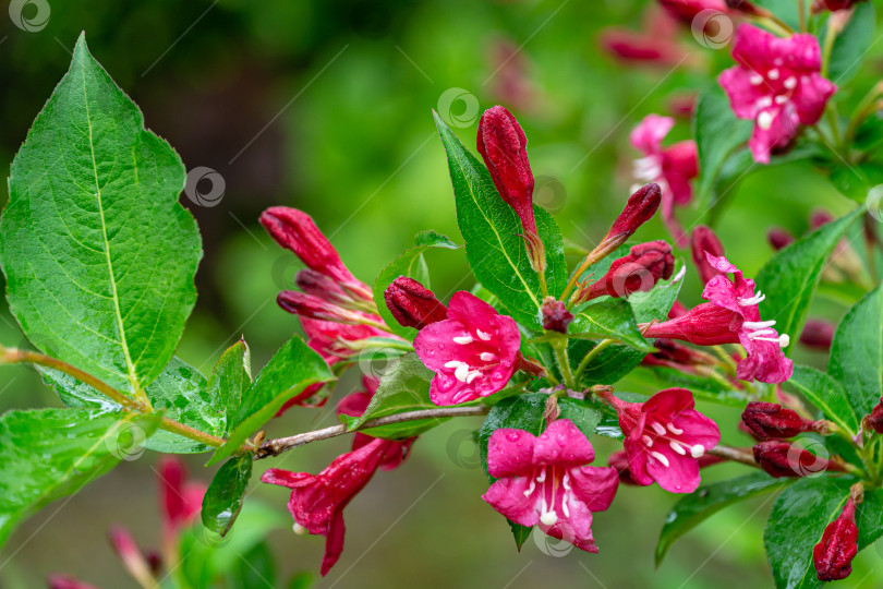Скачать Цветущая ветка вейгелы Бристоль Руби. Выборочный фокус и крупный план красивых ярко-розовых цветов на фоне вечнозеленых растений в декоративном саду фотосток Ozero