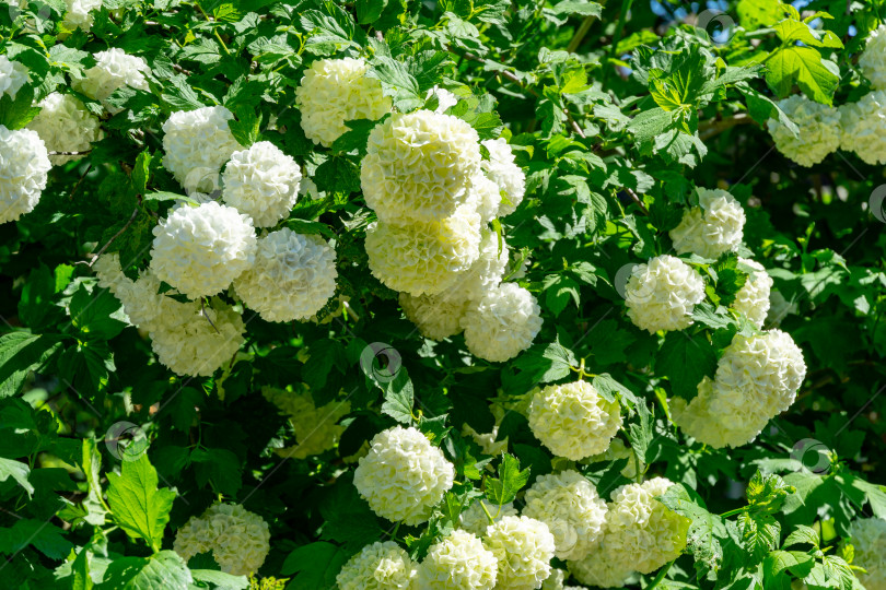 Скачать Красивые белые шарики цветущей калины opulus ‘Roseum’ на темно-зеленом фоне фотосток Ozero