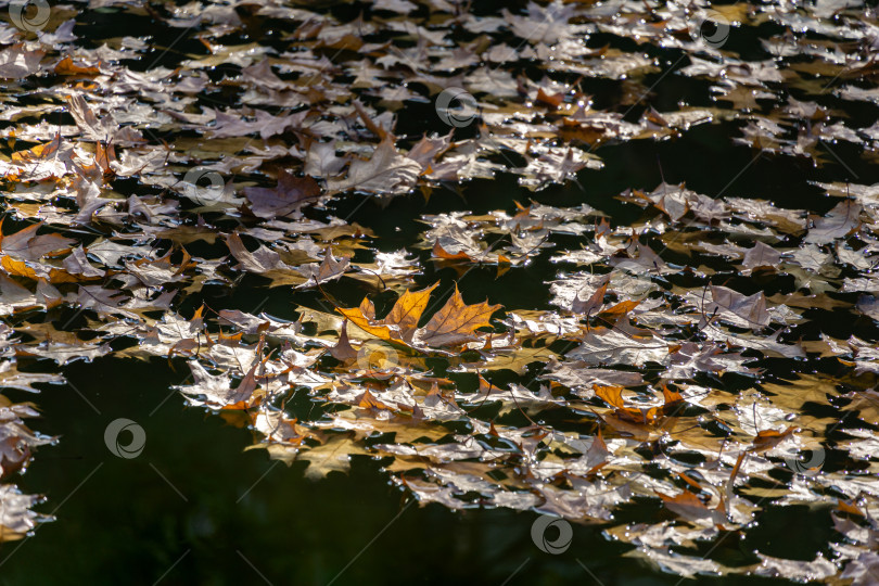 Скачать Пруд после листопада. Листья красного дуба полностью покрыли поверхность садового пруда. Особое внимание уделите отдельным листьям. Красивый фон для осенних обоев. фотосток Ozero