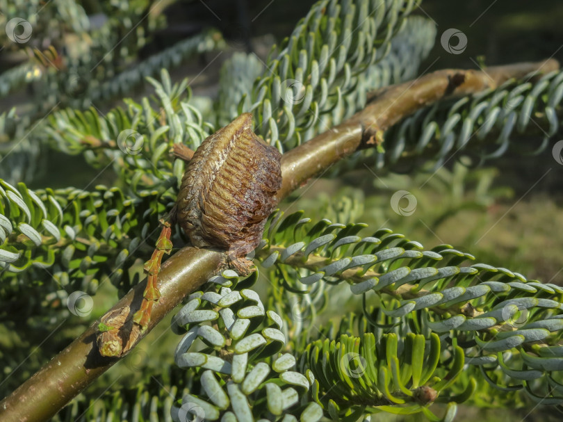 Скачать Оотека богомола, прикрепленная к ветке дерева. Крупный план яиц богомола в коконе. Селективный фокус. фотосток Ozero