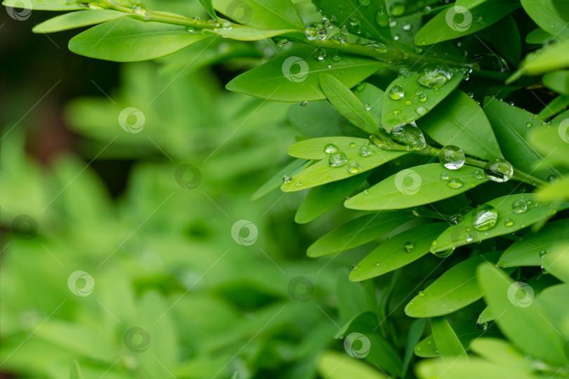 Скачать Крупный план яркой, блестящей молодой зелени самшита Buxus sempervirens с каплями дождя - идеальный фон для любой природной темы. Стена из самшита в естественных условиях. Выборочный фокус фотосток Ozero