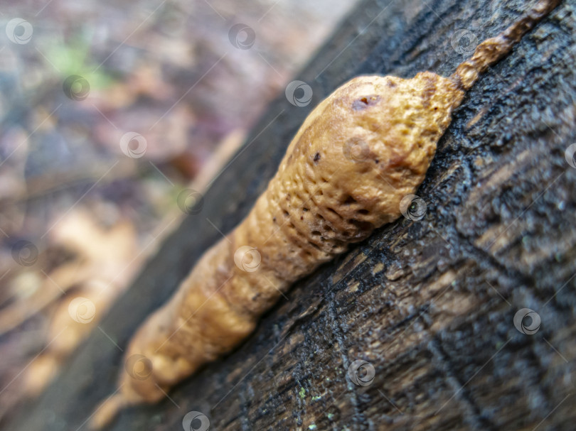 Скачать Оригинальный макрос с селективным фокусом, изображающий красивый бежевый пористый грибок-Полипору, растущий на дубовом пне черного цвета. Размытый серый и черный фон. Диагональная концепция. фотосток Ozero