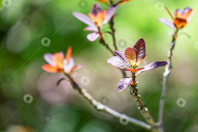 Скачать Молодые фиолетовые листья Cotinus coggygria Royal Purple (Rhus cotinus, европейского дымчатого дерева) на фоне зеленого боке в саду фотосток Ozero