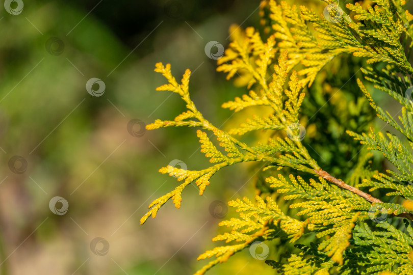 Скачать Крупный план яркой желто-зеленой текстуры естественной зелени западной туи фотосток Ozero