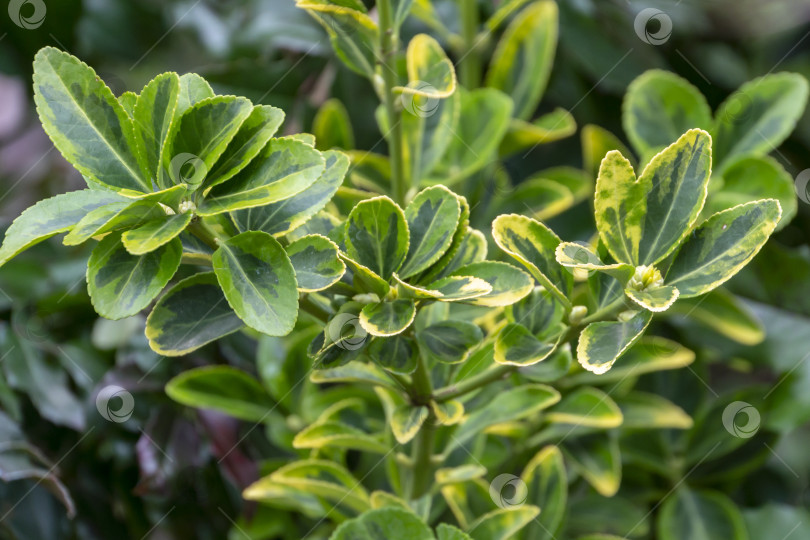 Скачать Бересклет японский золотисто-маргинальный с пестрыми зелено-желтыми листьями фотосток Ozero