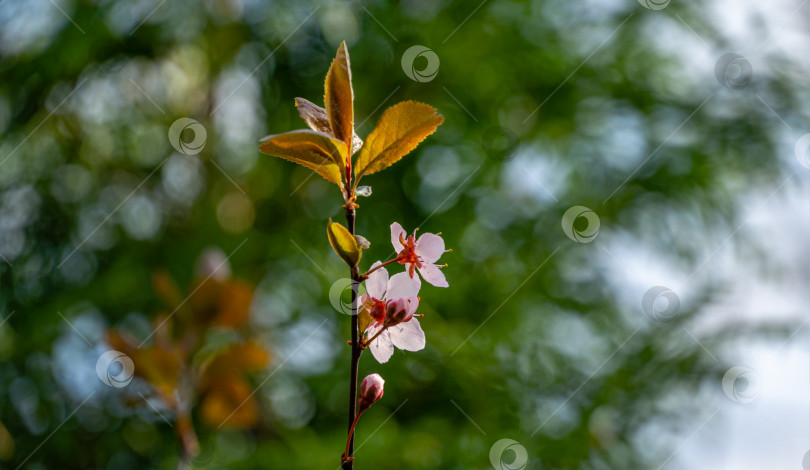Скачать Цветущее розовыми цветами дерево Prunus Cerasifera Pissardii. Весенняя веточка вишни, Prunus cerasus на размытом фоне естественного сада. Выборочный фокус. Свежие обои, концепция фона на природе фотосток Ozero