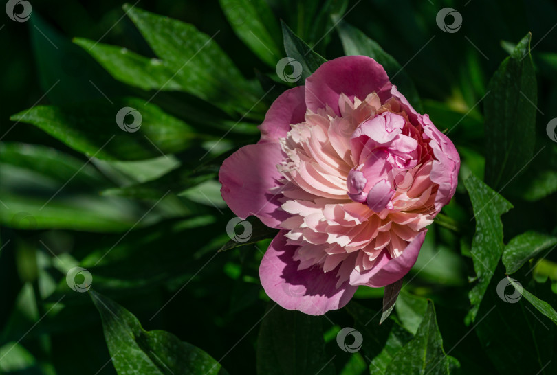 Скачать Красивый ярко-розовый пион, распускающийся под лучами солнца на фоне темной зелени сада. Выборочный фокус. Здесь есть место для вашего текста. фотосток Ozero