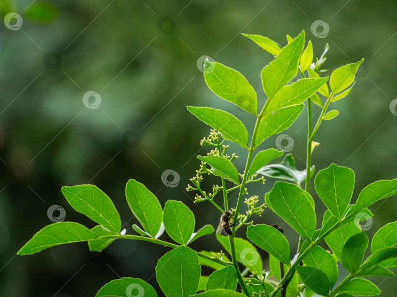 Скачать Крупный план цветка зантоксилума американского, ясеня колючего или сычуаньского перца с молодыми зелеными листочками на фоне натурального зеленого боке. Выборочный фокус. Концепция дизайна - весенняя природа фотосток Ozero
