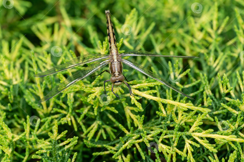 Скачать Макро- красивая молодая самка чернохвостой стрекозы (Orthetrum cancellatum). Эта стрекоза относится к семейству Libellulidae. фотосток Ozero