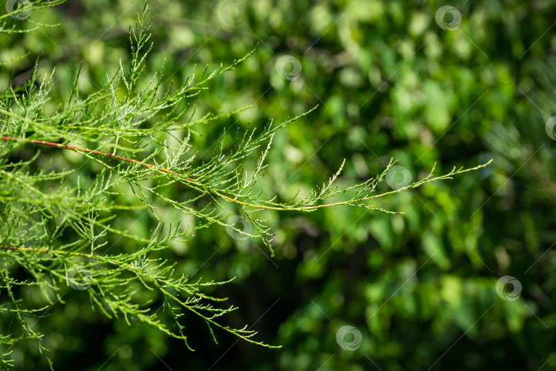 Скачать Нежная, очень тонкая листва тамариска. Идеальная нежная концепция естественного фона с местом для вашего текста. фотосток Ozero
