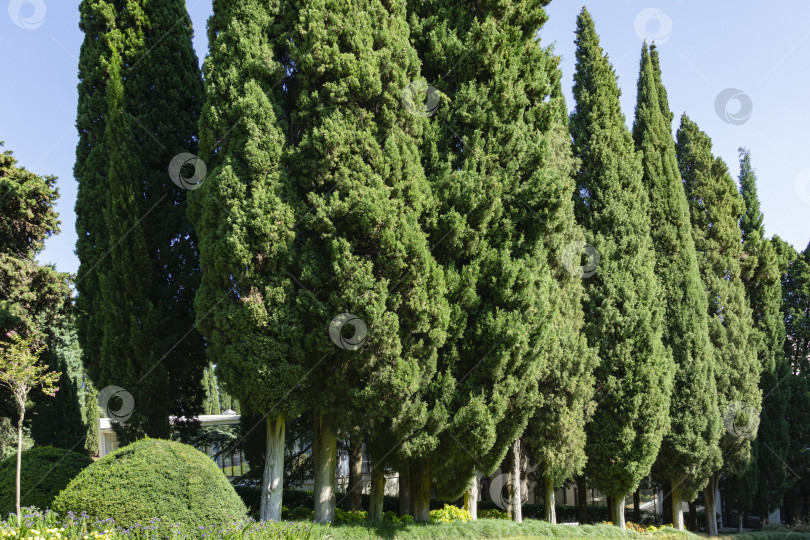 Скачать Ряды купрессуса вечнозеленого, средиземноморского или итальянского кипариса, сосны-карандаша. Концепция дизайна - природа. Парк Айвазовского в Партените, Крым фотосток Ozero