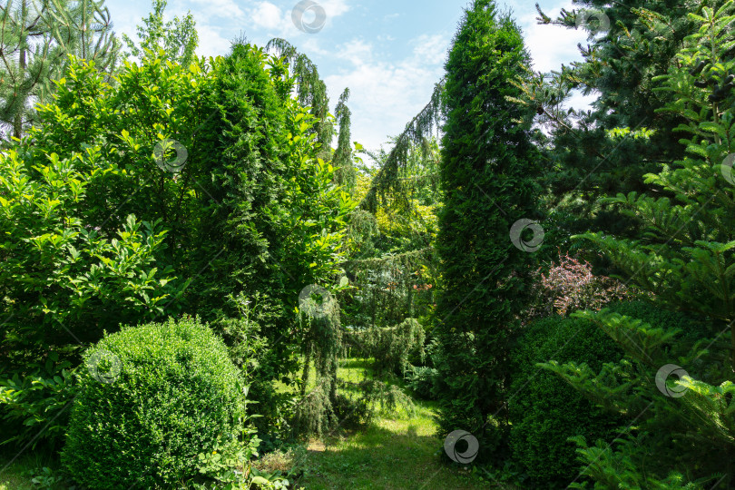 Скачать Красивый ландшафтный сад с вечнозелеными растениями. В центре - самшит Buxus sempervirens, туя западная колоновидная, можжевельник Juniperus communis Horstmann. Обои на рабочий стол с летней свежестью и фоном природы фотосток Ozero