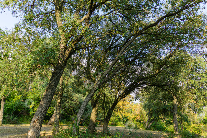 Скачать Группа пробковых дубов (Quercus suber) с вечнозеленой листвой в Массандровском ландшафтном парке в Крыму. Пейзаж как естественный фон для любого дизайна. Природная концепция для экологии фотосток Ozero
