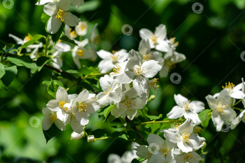 Скачать Прекрасные цветы жасмина Philadelphus lewisii на зеленом фоне в солнечном свете в весеннем саду. Выборочный фокус. Удивительно естественная композиция. Естественный цветочный пейзаж, свежие обои фотосток Ozero