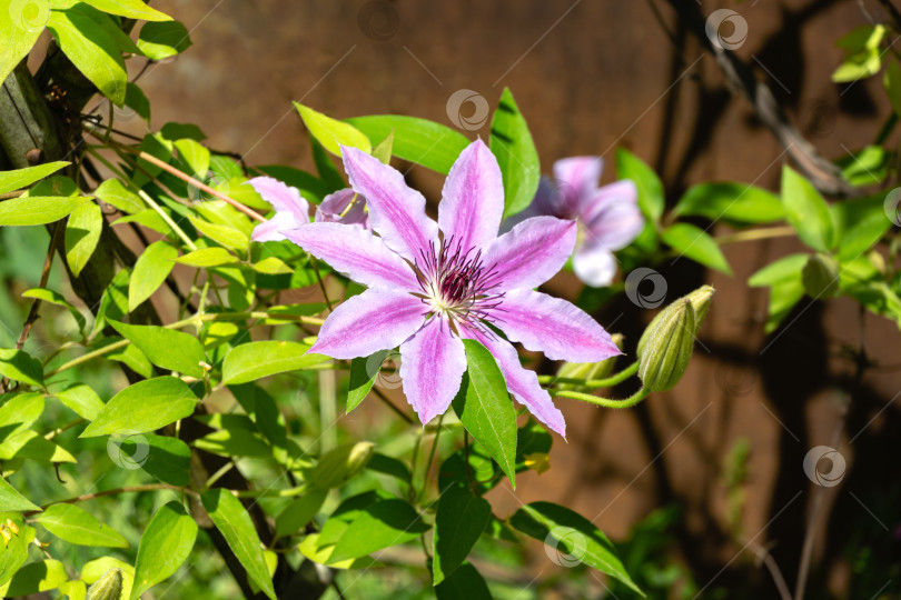 Скачать Красивое вьющееся растение Клематис Нелли Мозер. Одноцветковый клематис Нелли Мозер или Кожистый цветок Нелли Мозер с бутоном. Начало весеннего цветения. фотосток Ozero