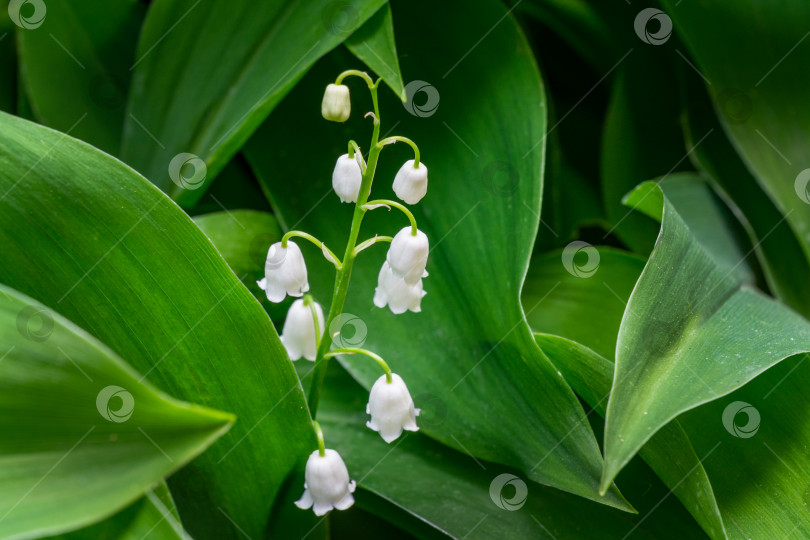 Скачать Красивые весенние белые колокольчики ландыша, Convallaria majalis. Очень ядовитое лесное растение. Крупные белые цветочные колокольчики с зелеными листьями. Известные как майские колокольчики или слезы Богоматери. фотосток Ozero