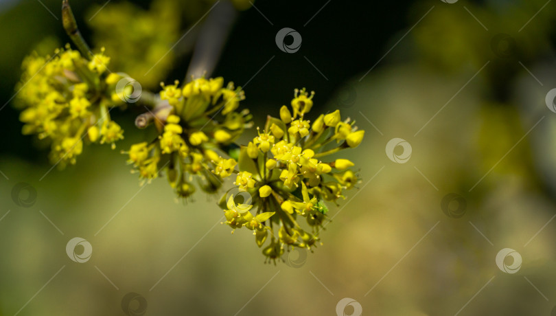 Скачать Лирическая веточка кизила с желтыми цветами на сером фоне, размытом эффектом боке. Мягкий селективный макрофокусный кизил зацветает ранней весной. Место для вашего текста фотосток Ozero