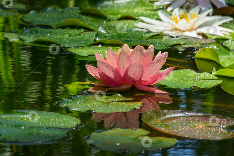 Скачать Волшебный большой ярко-розовый цветок водяной лилии или лотоса, оранжевый закат Перри в садовом пруду. Отражение нимфеи в воде. Цветочный пейзаж для обоев на тему природы с пространством для копирования. Выборочный фокус фотосток Ozero