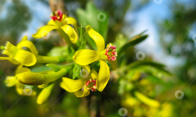 Скачать Мягкий избирательный акцент на цветении желтой рябины золотистой. Цветы золотистой смородины, гвоздичной смородины, черноплодной рябины и буйволиной смородины на зеленом фоне сада. фотосток Ozero