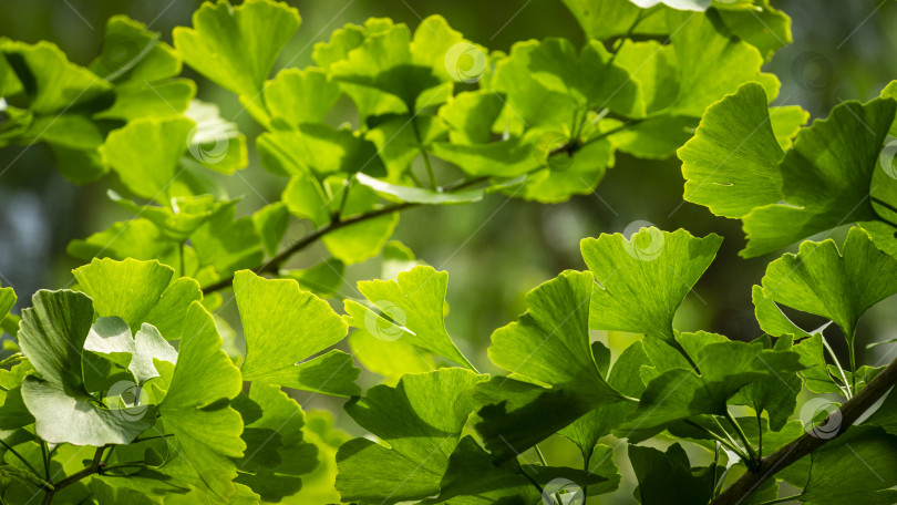 Скачать Крупный план ярко-зеленых листьев дерева гинкго билоба (Ginkgo biloba), известного как гинкго или гингко гингко в мягком фокусе на фоне размытой листвы.  Свежие обои и концепция фона на природе фотосток Ozero