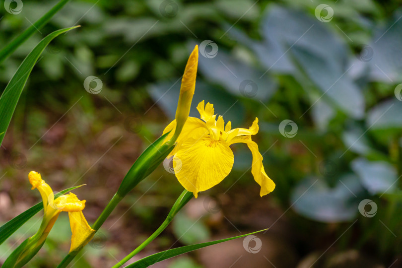 Скачать Желтый цветок Iris pseudacorus (желтый флаг, желтый ирис) на размытом зеленом фоне. Выборочный снимок природы крупным планом в весеннем саду.  Пейзаж для любых обоев. Есть место для текста фотосток Ozero