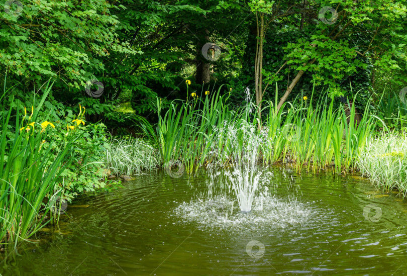 Скачать Каскадный фонтан в садовом пруду. Насос фонтана поднимает воду над изумрудной поверхностью пруда в старом тенистом саду.  Свежесть и прохлада в солнечный день. фотосток Ozero