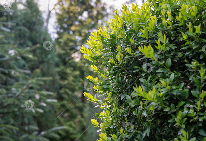Скачать Самшит Buxus sempervirens или европейский самшит с яркой блестящей молодой зеленью на размытом зеленом фоне. Крупный план, выборочный фокус. Идеальный фон для любой природной темы. Место для вашего текста. фотосток Ozero