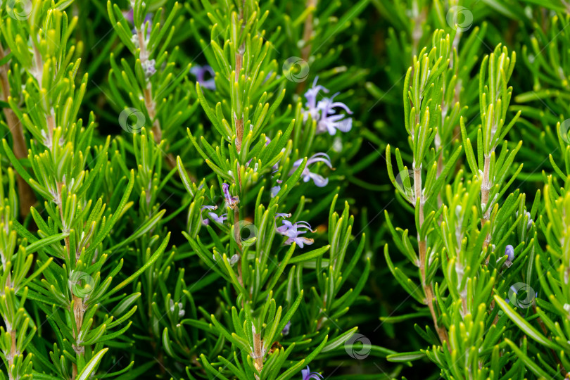 Скачать Цветущие растения розмарина (Rosmarinus officinalis или Salvia rosmarinus) в Массандровском парке. Выбранный фокус. Листья свежей травы розмарина крупным планом. фотосток Ozero