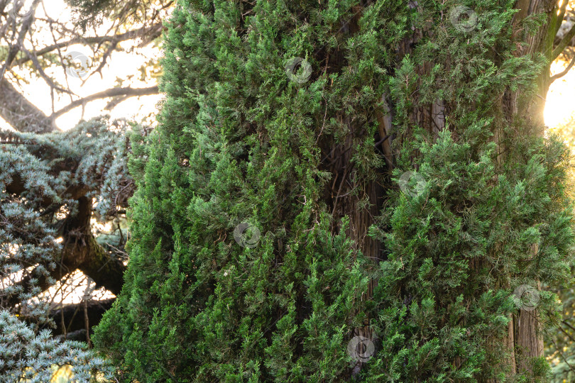 Скачать Средиземноморский кипарис (Cupressus sempervirens) или итальянский кипарис, сосна-карандаш в Массандровском парке в Крыму. Выборочный снимок красивого вечнозеленого дерева на фоне солнца. фотосток Ozero