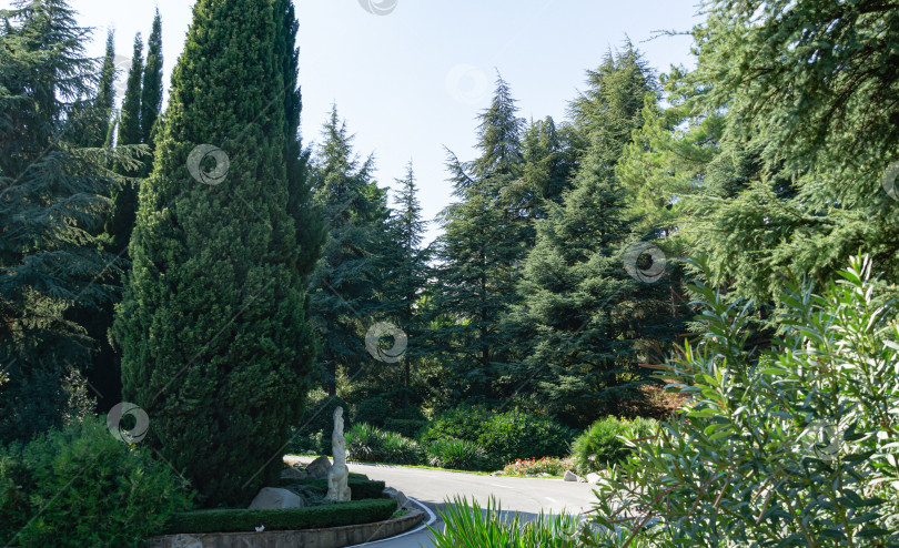 Скачать Живописный образец топиарного искусства с вечнозелеными растениями на фоне кипарисов, кедров и другой зелени ландшафтного парка имени Айвазовского в Крыму, Партенит, 2019 фотосток Ozero