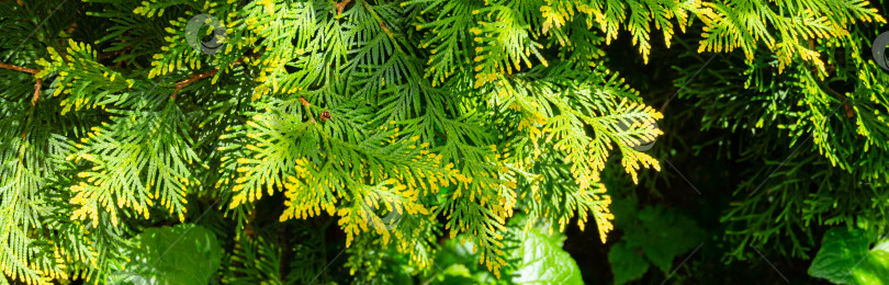 Скачать Желто-зеленая текстура хвои Thuja occidentalis Aurea в солнечном свете. Макросъемка хвои как идеальный естественный фон. Выборочный фокус. Интересная природная концепция дизайна фотосток Ozero