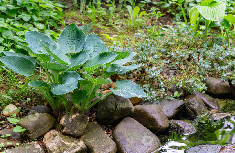 Скачать Красивая хоста Blue Angel (Фанкия) с пышными листьями растет возле садового пруда. Листья хосты Blue Angel на размытом фоне мокрых камней на берегу пруда. Тенистый мотив для естественного дизайна. фотосток Ozero
